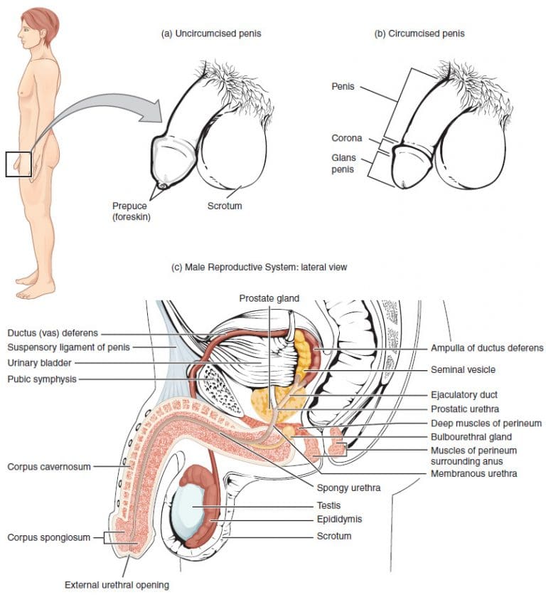 Male Reproductive System - Nurseplex